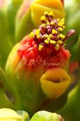  Cyathium with Male flowers-ovary yet not exserted